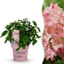 Gartenpflanze - Hydrangea panniculata Groundbreaker Blush - Bauernhortensie - Winterhart - Rosa - 1 Pflanze - Topf 14cm - Höhe 20-25cm