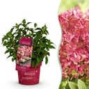 Gartenpflanze - Hydrangea panniculata Groundbreaker Ruby - Rispenhortensie - Winterfest - Rot - 1 Pflanze - Topf 14cm - Höhe 20-25cm