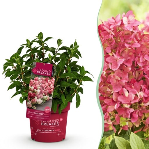 "Gartenpflanze - Hydrangea panniculata Groundbreaker Ruby - Rispenhortensie - Winterfest - Rot - 1 Pflanze - Topf 14cm - Höhe 20-25cm image"