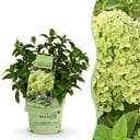 Gartenpflanze - Hydrangea panniculata Groundbreaker Greeny - Rispenhortensie - Winterhart - Creme - 1 Pflanze - Topf 14cm - Höhe 20-25cm