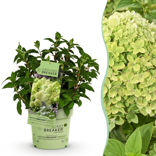 "Gartenpflanze - Hydrangea panniculata Groundbreaker Greeny - Rispenhortensie - Winterhart - Creme - 1 Pflanze - Topf 14cm - Höhe 20-25cm image"