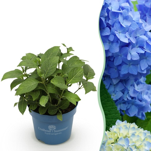 "Gartenpflanze - Hydrangea Endles Summer The Orginal Blue - Hortensie - Winterhart - Blau - 1 Pflanze - Topf 14cm - Höhe 20-25cm image"
