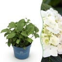 Gartenpflanze - Hydrangea Endless Summer The Bride - Hortensie - Winterhart - Weiß - 1 Pflanze - Topf 14cm - Höhe 20-25cm