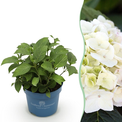 "Gartenpflanze - Hydrangea Endless Summer The Bride - Hortensie - Winterhart - Weiß - 1 Pflanze - Topf 14cm - Höhe 20-25cm image"