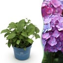 Gartenpflanze - Hydrangea Endless Summer Summer Love Purple - Hortensie - Winterhart - Lila - 1 Pflanze - Topf 14cm - Höhe 20-25cm