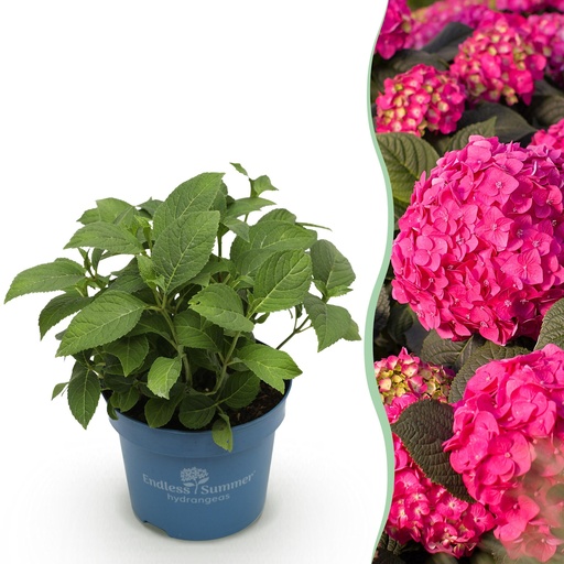 "Gartenpflanze - Hydrangea Endless Summer Summer Love Red - Hortensie - Winterhart - Rot - 1 Pflanze - Topf 14cm - Höhe 20-25cm image"
