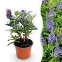 Gartenpflanze - Buddleja davidii Butterfly Candy Little Lila - Schmetterlingsstrauch - Kompakt - Lila - 1 Pflanze - Topf 12cm - Höhe 20-25cm