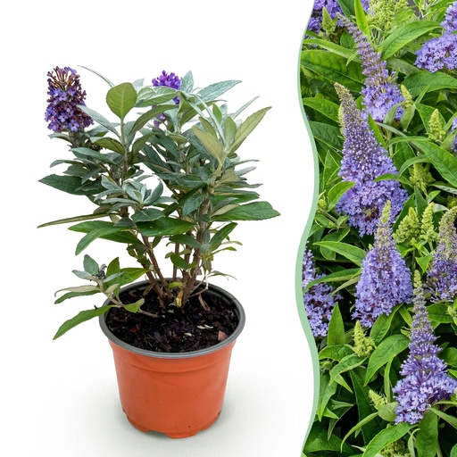 "Gartenpflanze - Buddleja davidii Butterfly Candy Little Lila - Schmetterlingsstrauch - Kompakt - Lila - 1 Pflanze - Topf 12cm - Höhe 20-25cm image"