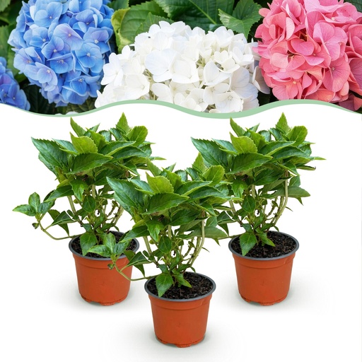 "Gartenpflanze - Hydrangea macrophylla Tricolour - Hortensie - Winterfest - Rot-Blau-Weiß - 3 Pflanzen - Topf 12cm - Höhe 20-30cm image"