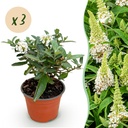 Gartenpflanze - Buddleja davidii Butterfly Candy Little White - Schmetterlingsstrauch - Kompakt - Weiß - 3 Pflanzen - Topf 12cm - Höhe 20-25cm