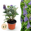 Gartenpflanze - Buddleja davidii Butterfly Candy Little Lila - Schmetterlingsstrauch - Kompakt - Lila - 3 Pflanzen - Topf 12cm - Höhe 20-25cm