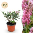 Gartenpflanze - Buddleja davidii Butterfly Candy Little Pink - Schmetterlingsstrauch - Kompakt - Rosa - 3 Pflanzen - Topf 12cm - Höhe 20-25cm
