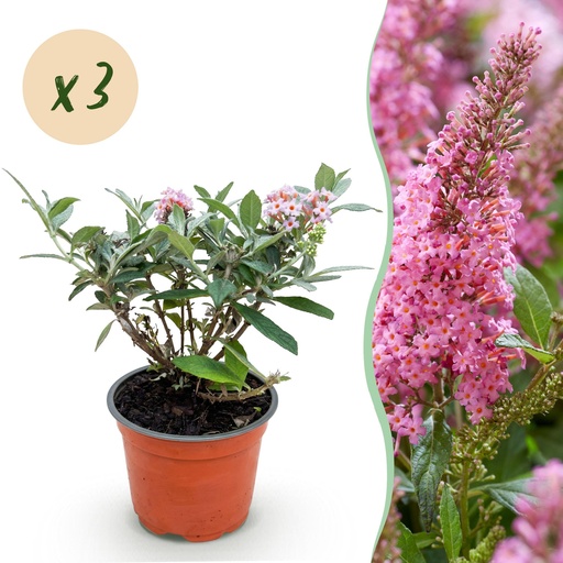 "Gartenpflanze - Buddleja davidii Butterfly Candy Little Pink - Schmetterlingsstrauch - Kompakt - Rosa - 3 Pflanzen - Topf 12cm - Höhe 20-25cm image"