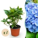 Gartenpflanze - Hydrangea macrophylla Blau - Hortensie - Winterhart - Blau - 3 Pflanzen - Topf 12cm - Höhe 20-30cm