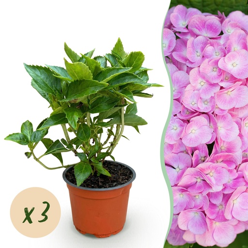 "Gartenpflanze - Hydrangea macrophylla Rosa - Hortensie - Winterhart - Rosa - 3 Pflanzen - Topf 12cm - Höhe 20-30cm image"