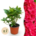 Gartenpflanze - Hydrangea macrophylla Rot - Hortensie - Winterhart - Rot - 3 Pflanzen - Topf 12cm - Höhe 20-30cm