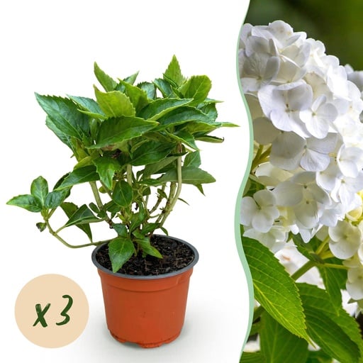 "Gartenpflanze - Hydrangea macrophylla Weiß - Hortensie - Winterhart - Weiß - 3 Pflanzen - Topf 12cm - Höhe 20-30cm image"