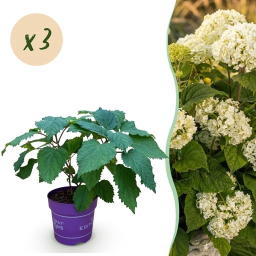 "Gartenpflanze - Hydrangea arborescens FlowerWOW - Hortensie - Winterhart - Weiß - 3 Pflanzen - Topf 14cm - Höhe 20-30cm image"
