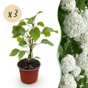 Gartenpflanze - Hydrangea arborescens Annabelle - Bauernhortensie - Winterhart - Weiß - 3 Pflanzen - Topf 12cm - Höhe 20-30cm