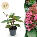 Gartenpflanze - Hydrangea panniculata Living Infinity - Rispenhortensie - Winterhart - Weiß - 3 Pflanzen - Topf 12cm - Höhe 20-30cm