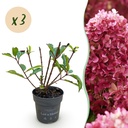 Gartenpflanze - Hydrangea panniculata Living Little Rosy - Bauernhortensie - Winterhart - Rosa - 3 Pflanzen - Topf 12cm - Höhe 20-30cm
