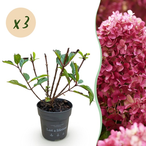 "Gartenpflanze - Hydrangea panniculata Living Little Rosy - Bauernhortensie - Winterhart - Rosa - 3 Pflanzen - Topf 12cm - Höhe 20-30cm image"