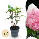 Gartenpflanze - Hydrangea panniculata Living Pink & Rose - Bauernhortensie - Winterhart - Rosa - 3 Pflanzen - Topf 12cm - Höhe 20-30cm