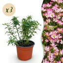 Garten Rose - Rosa Cutie Pie - Rose - Winterhart - Rosa - 3 Pflanzen - Topf 12cm - Höhe 20-25cm