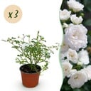 Gartenrose - Rosa White Fairy - Rose - Winterhart - Weiß - 3 Pflanzen - Topf 12cm - Höhe 20-25cm