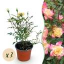 Gartenrose - Rosa Tricolor Fairy - Rose - Winterhart - Gelb-Rosa - 3 Pflanzen - Topf 12cm - Höhe 20-25cm
