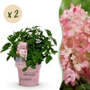 Gartenpflanze - Hydrangea panniculata Groundbreaker Blush - Pluimhortensia - Winterhart - Rosa - 2 Pflanzen - Topf 14cm - Höhe 20-25cm