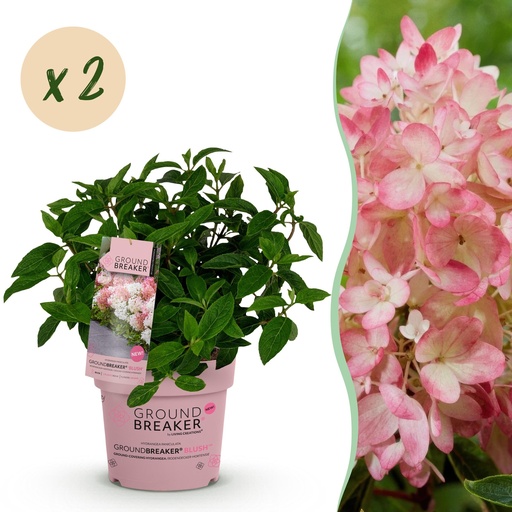 "Gartenpflanze - Hydrangea panniculata Groundbreaker Blush - Pluimhortensia - Winterhart - Rosa - 2 Pflanzen - Topf 14cm - Höhe 20-25cm image"