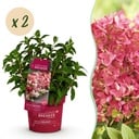 Gartenpflanze - Hydrangea panniculata Groundbreaker Ruby - Rispenhortensie - Winterhart - Rot - 2 Pflanzen - Topf 14cm - Höhe 20-25cm