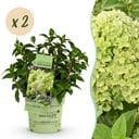 Gartenpflanze - Hydrangea panniculata Groundbreaker Greeny - Rispenhortensie - Frosthart - Creme - 2 Pflanzen - Topf 14cm - Höhe 20-25cm