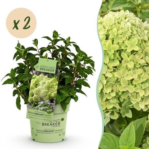 "Rispenhortensie (Hydrangea paniculata) – winterharter Blütenstrauch, Höhe ca. 14 cm image"