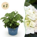 Gartenpflanze - Hydrangea Endless Summer The Bride - Hortensie - Winterhart - Weiß - 2 Pflanzen - Topf 14cm - Höhe 20-25cm