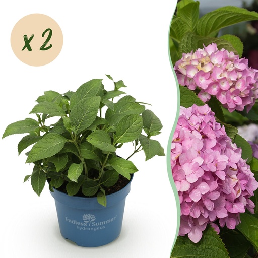 "Hortensie 'Endless Summer The Original Pink' 2er-Set (Hydrangea) – winterharter Blütenstrauch, Topf-Ø 14 cm, Höhe ca. 20–25 cm image"