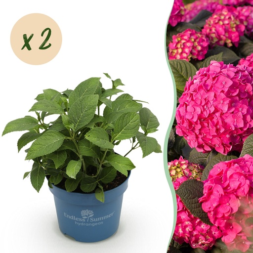 "Gartenpflanze - Hydrangea Endles Summer Summer Love Red - Hortensie - Winterhart - Rot - 2 Pflanzen - Topf 14cm - Höhe 20-25cm image"
