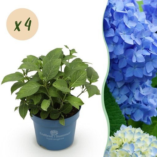 "Gartenpflanze - Hydrangea Endless Summer The Original Blue - Hortensie - Frosthart - Blau - 4 Pflanzen - Topf 14cm - Höhe 20-25cm image"