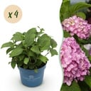 Gartenpflanze - Hydrangea Endles Summer The Original Pink - Hortensie - Winterhart - Rosa - 4 Pflanzen - Topf 14cm - Höhe 20-25cm