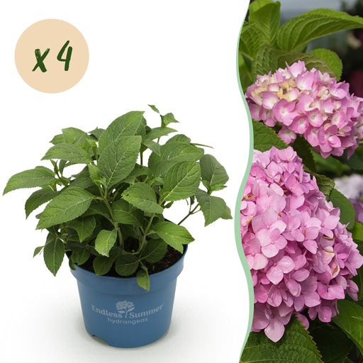 "Gartenpflanze - Hydrangea Endles Summer The Original Pink - Hortensie - Winterhart - Rosa - 4 Pflanzen - Topf 14cm - Höhe 20-25cm image"