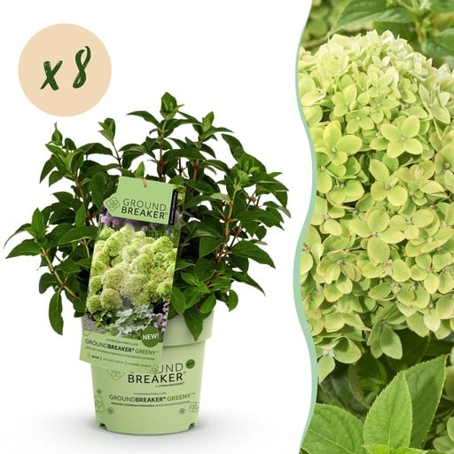 "Gartenpflanze - Hydrangea panniculata Groundbreaker Greeny - Rispenhortensie - Frosthart - Creme - 8 Pflanzen - Topf 14cm - Höhe 20-25cm image"
