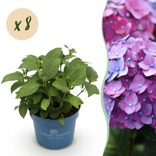"Gartenpflanze - Hydrangea Endless Summer Summer Love Purple - Hortensie - Frostbeständig - Lila - 8 Pflanzen - Topf 14 cm - Höhe 20-25 cm image"