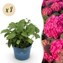 Gartenpflanze - Hydrangea Endles Summer Summer Love Red - Hortensie - Winterhart - Rot - 8 Pflanzen - Topf 14cm - Höhe 20-25cm