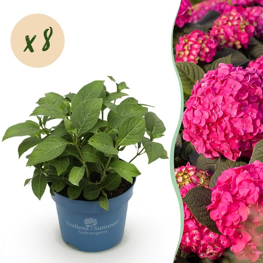 "Gartenpflanze - Hydrangea Endles Summer Summer Love Red - Hortensie - Winterhart - Rot - 8 Pflanzen - Topf 14cm - Höhe 20-25cm image"