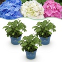 Gartenpflanze - Hydrangea Endless Summer Blue - Pink - White - Hortensie - Winterhart - Blau - Rosa - Weiß - 3 Pflanzen - Topf 14cm - Höhe 20-25cm