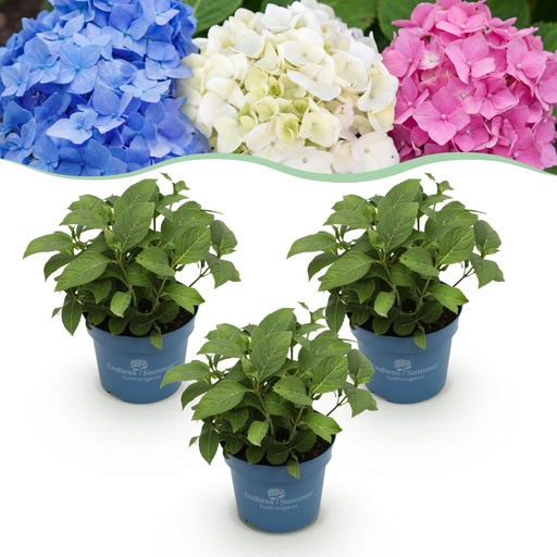"Gartenpflanze - Hydrangea Endless Summer Blue - Pink - White - Hortensie - Winterhart - Blau - Rosa - Weiß - 3 Pflanzen - Topf 14cm - Höhe 20-25cm image"