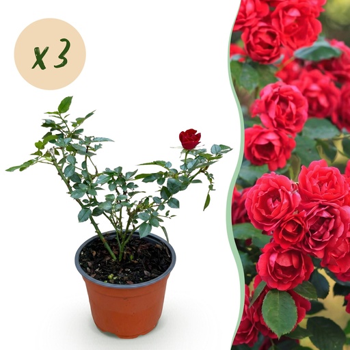 "Garten Rose - Rosa Rote The Fairy - Rose - Winterhart - Rot - 3 Pflanzen - Topf 12cm - Höhe 20-25cm image"