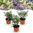 Gartenpflanze - Buddleja davidii Butterfly Candy Little Tricolour - Schmetterlingsstrauch - Kompakt - Rosa-Weiß-Blau - 3 Pflanzen - Topf 12cm - Höhe 20-25cm
