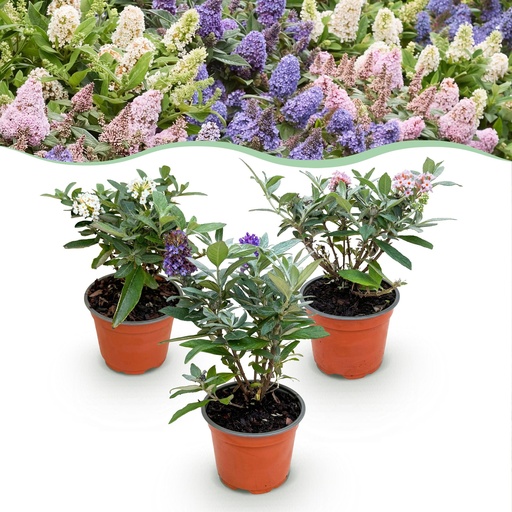 "Gartenpflanze - Buddleja davidii Butterfly Candy Little Tricolour - Schmetterlingsstrauch - Kompakt - Rosa-Weiß-Blau - 3 Pflanzen - Topf 12cm - Höhe 20-25cm image"